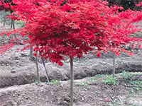 红枫种植与养护